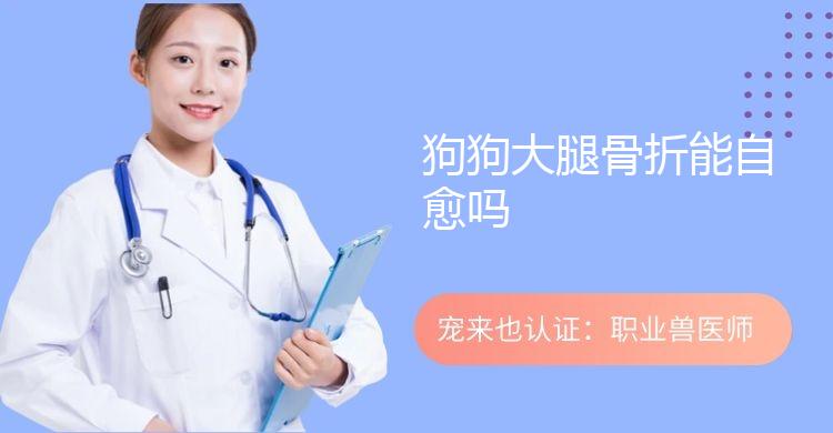 狗狗大腿骨折能自愈吗