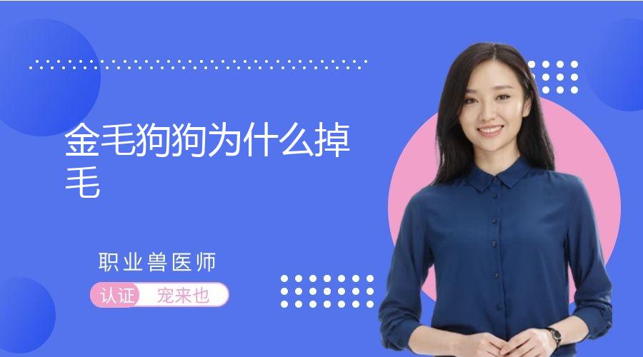 金毛狗狗为什么掉毛